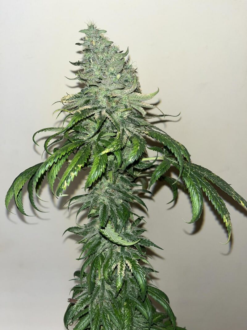 Tropical Zmoothie, Фасовка: 1, изображение 3